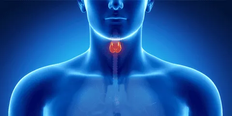 Endokrinoloq Kimdir?